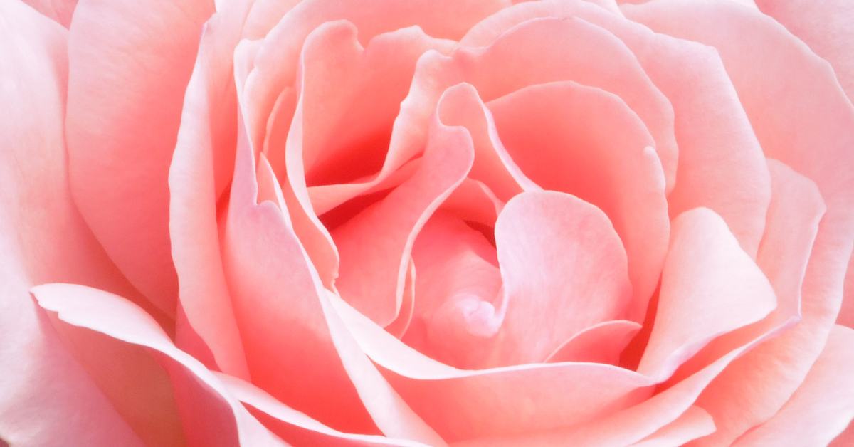 乾燥,くすみ,ごわつき,ローズ,オイル,ジュリーク